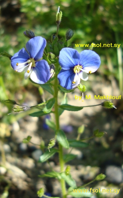 Veronica syriaca  Roemer & Schultes